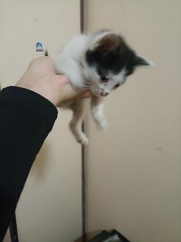 меняю на собаку: ОТДАМ КОТЯТ В ДОБРЫЕ РУКИ!!! Котята чёрно-белого окраса, 3 мальчика — 3