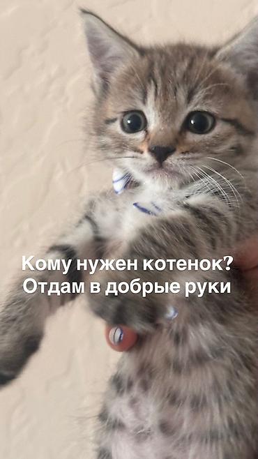 коты бесплатные: Кошка даром: Сиамская, 1 месяц, Девочка, Приучена к лотку — 1