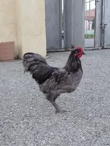 lal ordək balaları: Boz rəngli Avstrolop xoruzu satilir. Cavan və aktiv heyvandir.6 — 1