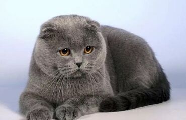 Животные: Клубный Кот ищет Невесту для Вязку парода Scottish Fold Вислоухий