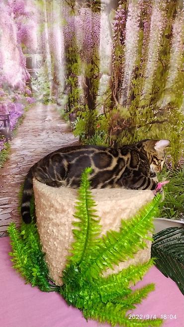 Продажа кошек: Красивейшие Бенгальские котята . разный возраст. Большой — 2