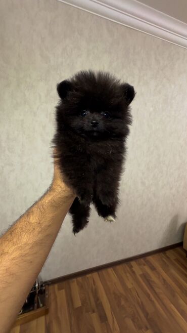 İtlər: Şpitz, 2 ay, Erkek, Peyvəndli, Ünvandan götürmə — 12