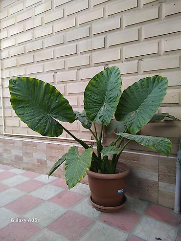 güldəfnə bitkisi: Böyük ölçülü dekorativ otaq/bağ bitkisi – Alocasia (Fil qulağı) — 1
