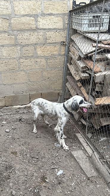 sahiblendirilen itler: Setter (ov iti)her ovu vilir 1 yaş 3 aylıq dı

- — 3