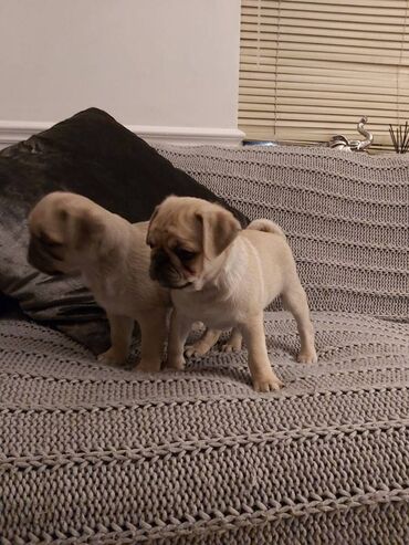 974 ads for count | lalafo.gr: Pug puppies Healthy pug puppies Ready to be homed. They will have a