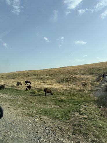 Продажа участков: 5 соток, Для строительства, Красная книга, Тех паспорт — 14