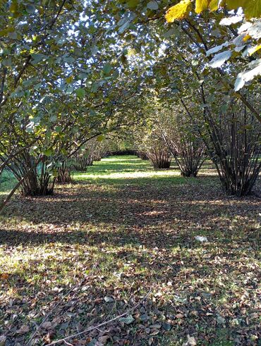 Torpaq sahələrinin satışı: Tikinti — 10