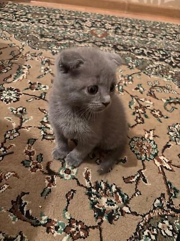 Pişiklər: Yaxşı əllərə — 13