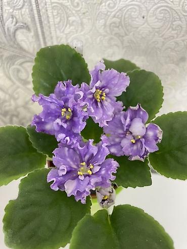 Фиалки и глоксинии: Фиалочки!!! Продам: 1. Укорененные черенки стандартных сортовых — 7