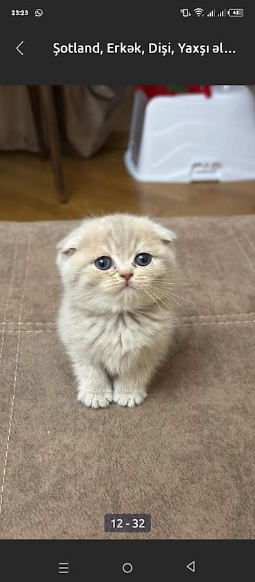 Pişiklər: Şotland, Erkək, Dişi, Yaxşı əllərə, Ödənişli çatdırılma, Ünvandan götürmə, Rayonlara çatdırılma — 4