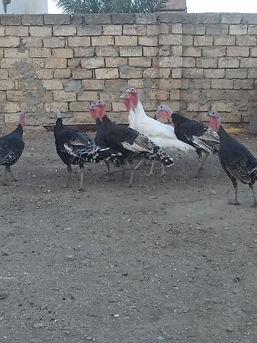Dişi, Ətlik, Ödənişli çatdırılma lalafo.az -da Dişi, Ətlik, Ödənişli çatdırılma