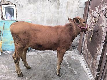 Коровы, быки: Продаю | Тёлка | Для разведения | Привязанные — 21