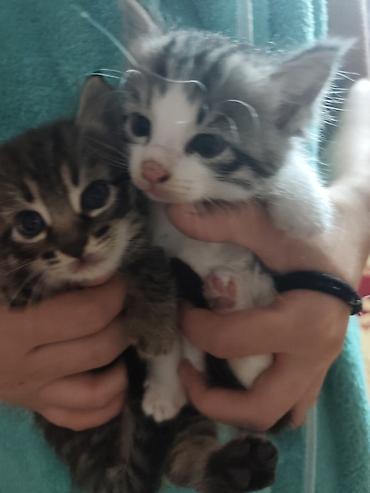 котята дарлм: Котята, 2 малыша из одного помёта: - Окрас: один тигровый табби с — 6