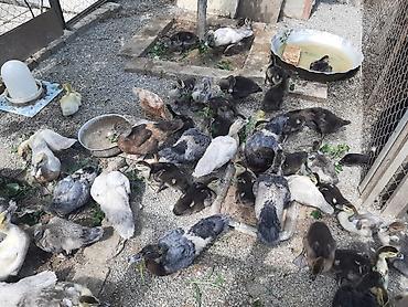 gence quşlar: Kanada sortu meşə ördəklərinin balaları satılır. 2 günlik 5 manat. 7 — 1