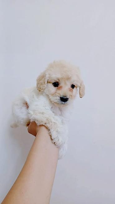 Pudel