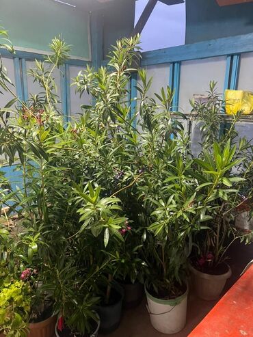 цветы бишкек оптом: Продаю звоните по номеру телефона