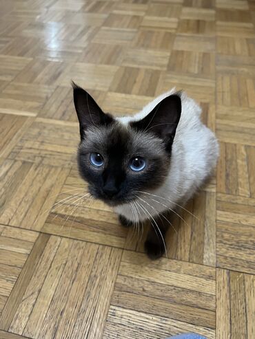 шотландская вислоухая кошка черная: Мышык бекер берилет: Сиам, 1 жаш, Ургаачы, Бычылган, Аргын, Лотокко барууга үйрөтүлгөн