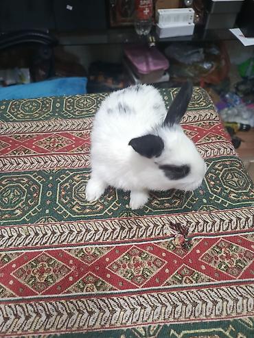 Dovşanlar: Dovşan yemi 2-azn Bala Dovşanlar 5azn. Apilka (Yonqar 1.50azn) — 26