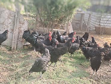 damazlıq heyvanların satışı: Avstrolop toyuqları satılır.Fərələr yeni yumurtaya düşüb — 2