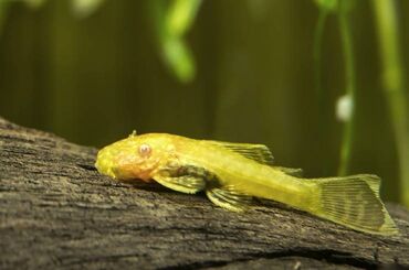 akvarium xırda balığı: Ansistrus, Sülhsevər, Ünvandan götürmə, Pulsuz çatdırılma, Ödənişli çatdırılma