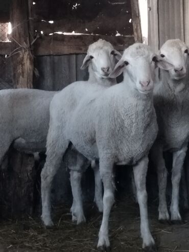 Бараны, овцы: Продаю | Баран (самец) | Меринос | На забой | Осеменитель