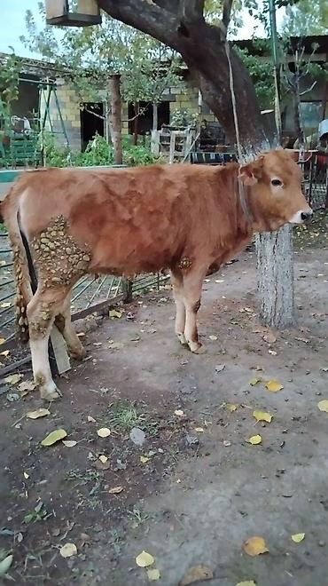 продам бычков: Продаю | Бык (самец) | На откорм | Привязанные — 1