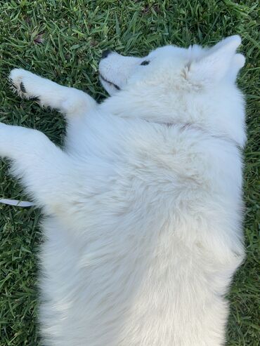 İtlər: Samoyed, 6 ay, Erkek, Sənədli, Ünvandan götürmə