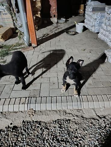 Продажа собак: Овчарка, 2 месяца, Самец — 14
