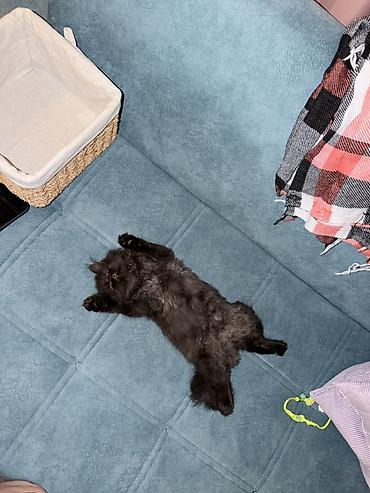 Pişiklər: Fars, Erkək — 11