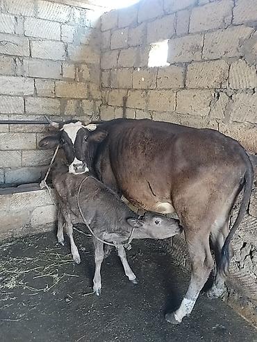 Inəklər, öküzlər: Salam aleykum birinci qarına dogmush duyedi altında dishi balası var — 4