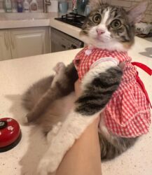 Pişiklər: Sekilleri cevirib baxin her biri ev pisiklerimdir pulsuz yaxsi baxana -da lalafo.az — 8 Pişiklər: Sekilleri cevirib baxin her biri ev pisiklerimdir pulsuz yaxsi baxana — 8