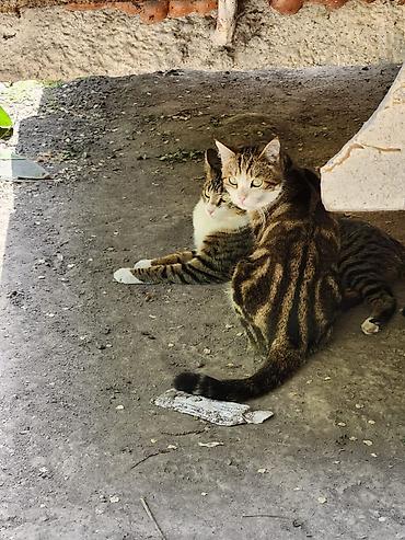 Находка и пропажа кошек: Пропал кот в районе панфилова/жибек-жолу, пропал в сентябре. Кот — 1