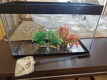 akvarium baliq bazari: Akvaryum dəsti - Şüşə akvaryum, düzbucaqlı forma, qara üst çərçivə - — 2