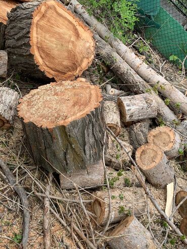 услуги по спилу деревьев: Продаю на дрова