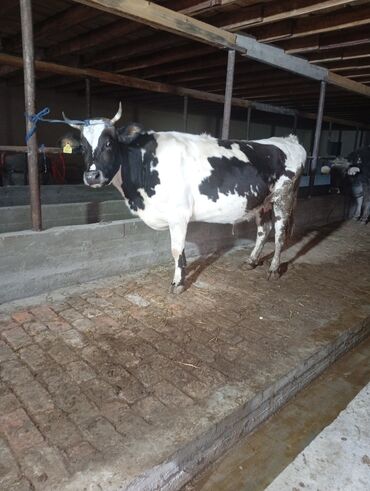 Коровы, быки: Продаю | Корова (самка) | Для молока | Привязанные at lalafo.kg — 2 Коровы, быки: Продаю | Корова (самка) | Для молока | Привязанные — 2