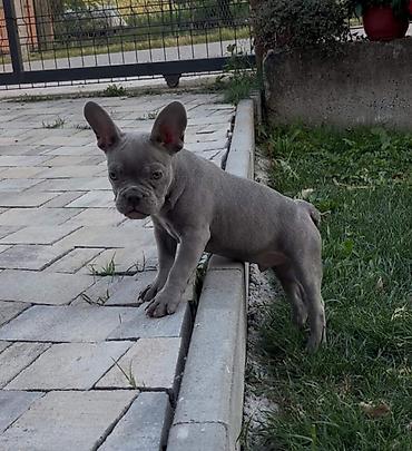 obuca ps: Francuski buldog stenci plave boje strucno odgnegovani veseli — 3