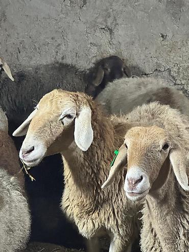 Баран, овца: Продаю | Баран (самец) | Арашан — 7