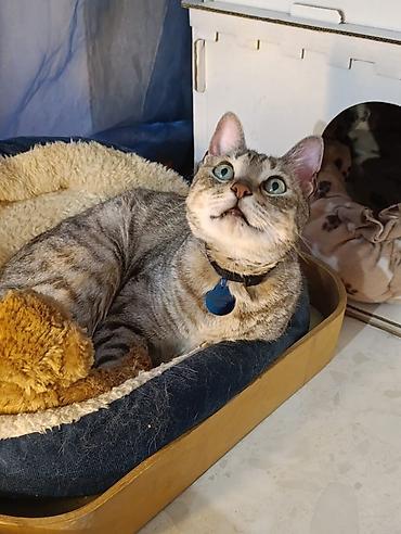 Другие услуги: Здравствуйте 🌿 Зоогостиница «Мурляндия» принимает только домашних — 4