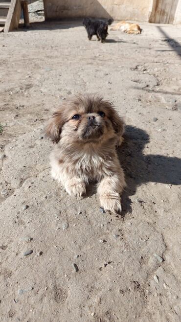 dele heyvan: Pekines, 3 ay, Dişi, Peyvəndli, Ünvandan götürmə