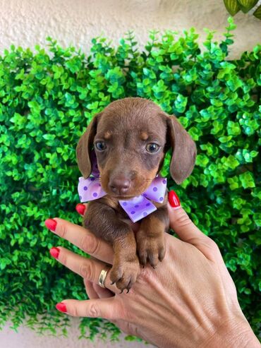 Psi: Odgajivacnica pasa "Happy Puppies" ima u ponudi prelepe stence mini — 9