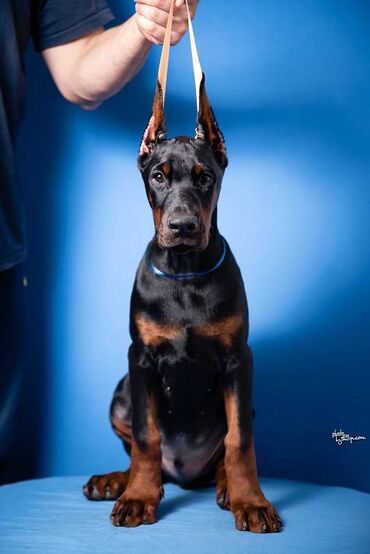 Psi: GROM Doberman Kennel predstavlja stenad iz linijskog parenja Pride of — 4