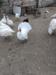 Gəmiricilər: Hunduskalar 4ayliqdilar tam saqlam peyvendleri vurulub ünvan maşdağa