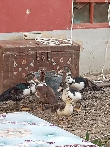 müşk ördəyi: LAL ORDEK BALALARI 2-3 AYLIQ UNVANDAN GÖTURMEDİ 6 DENE — 3