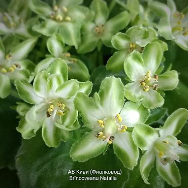 Фиалки и глоксинии: 🌱🌺🌱 Продаю сортовые ДЕТКИ стандартных, трейлерныхмини и полумини — 28
