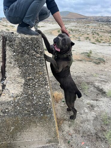 İtlər: Kane-Korso, 2 il, Erkek, Peyvəndli, Ünvandan götürmə — 10