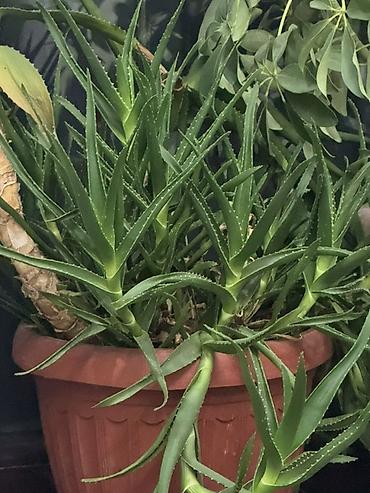 Алоэ: Алоэ вера и сансевиерия (щучий хвост) в горшках - Алоэ вера: кусты и — 1