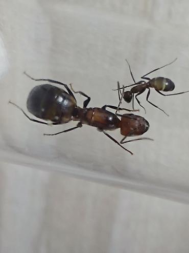 Муравьи Camponotus nicobarensis 1 матка 3 рабочих - 500 2 матки 5-6 lalafo.kg да — 2 Муравьи Camponotus nicobarensis 1 матка 3 рабочих - 500 2 матки 5-6 — 2