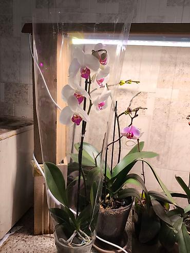 Другие товары для дома и сада: ОРХИДЕЯ ОРХИДЕЯ и ОРХИДЕЯ самое красивое и постоянно цветущий — 8