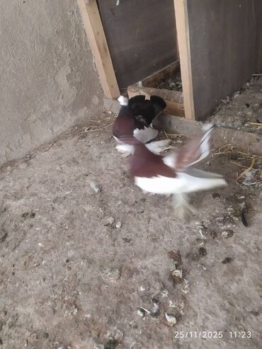 Göyərçinlər: Tam sağlam quşlardır — 5