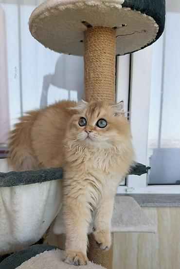Животные: Золотая шиншилла, Самец — 1